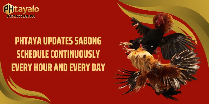Phtaya updates Sabong Schedule continuously every hour and every day