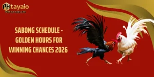Sabong Schedule - Golden Hours For Winning Chances 2026 